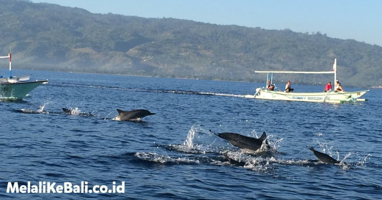 Cek 2 Paket Murah Tiket Dolphin Di Lovina, Sekalian Sewa Perahu Jukung